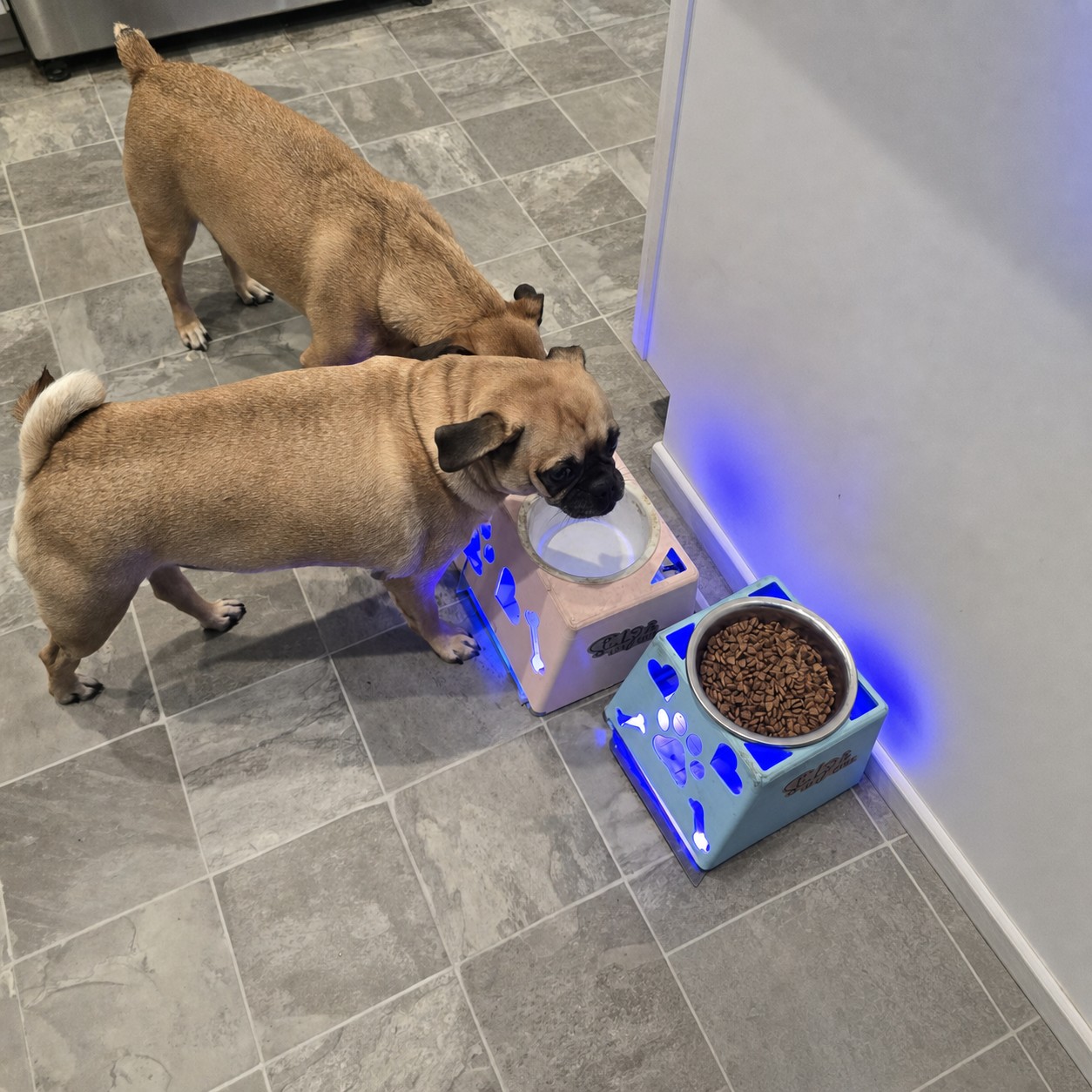 Two dogs using illuminated Sticky Fly Bowl feeders at home
